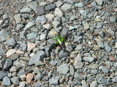 Conocephalus nigropleurum