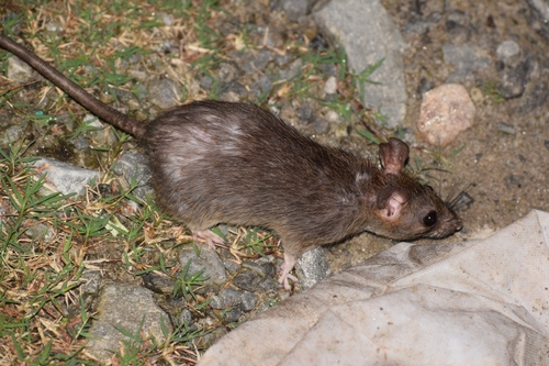 Rattus nitidus, 2019-08-28