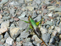 Conocephalus nigropleurum