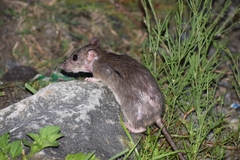 Rattus nitidus