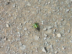 Conocephalus nigropleurum