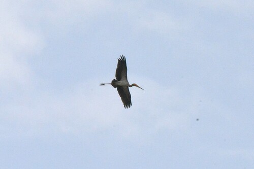 Yellow-billed Stork