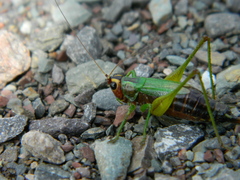 Conocephalus nigropleurum