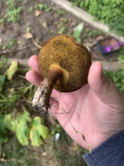 Xerocomellus mendocinensis