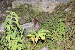 Rattus nitidus