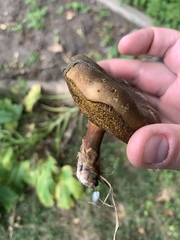 Xerocomellus mendocinensis