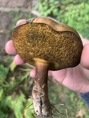 Xerocomellus mendocinensis