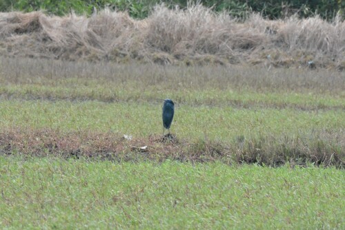 Black Heron