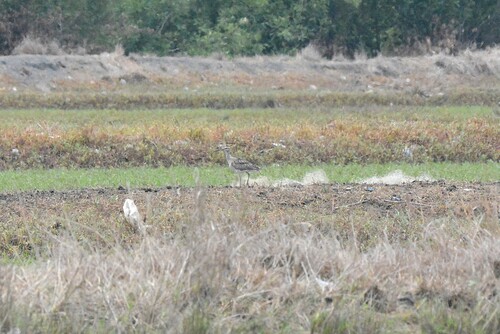 Eurasian Whimbrel