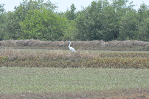 Great Egret