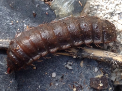Stratiomyomorpha