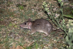 Rattus nitidus