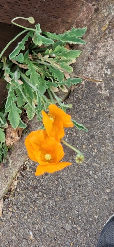 Image of Papaver atlanticum by no rights reserved