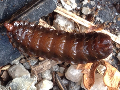 Stratiomyomorpha