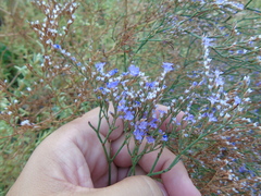 Limonium brevipetiolatum