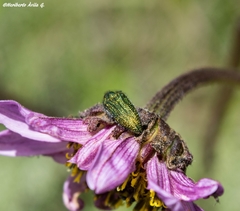 Acmaeodera resplendens
