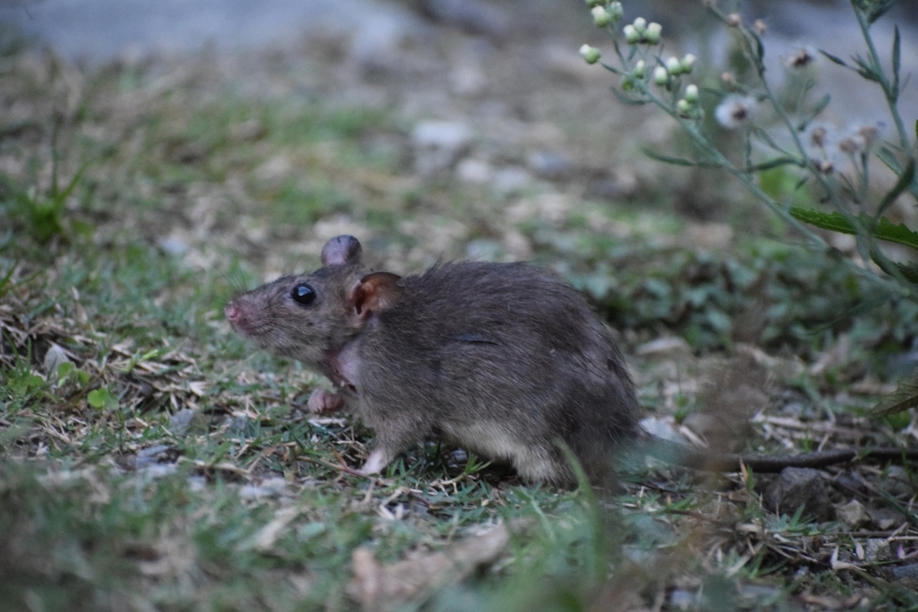 Himalayan Field Rat (Rattus nitidus) - Know Your Mammals