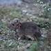 Himalayan Field Rat - Photo (c) Aniruddha Singhamahapatra, some rights reserved (CC BY-NC), uploaded by Aniruddha Singhamahapatra