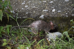 Rattus nitidus