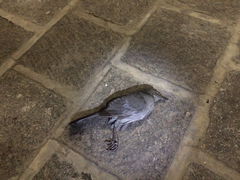 Dumetella carolinensis