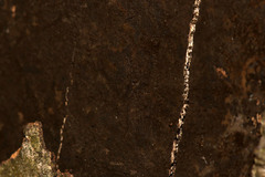 Cryptostroma corticale