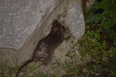 Rattus nitidus