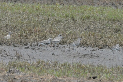 Black-bellied Plover