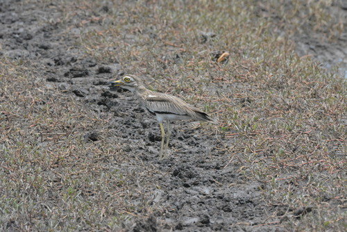 Senegal Thick-knee