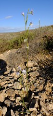 Moraea deserticola