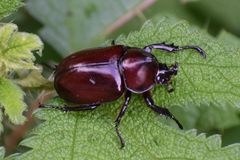 Xylotrupes mniszechi