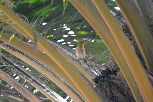 Village Weaver