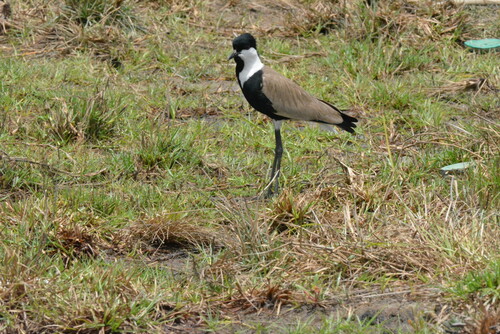 Spur-winged Lapwing