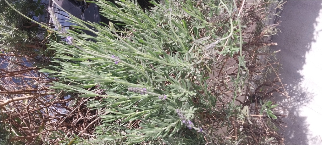 Salvia rosmarinus