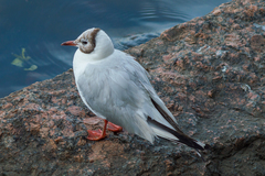Chroicocephalus ridibundus