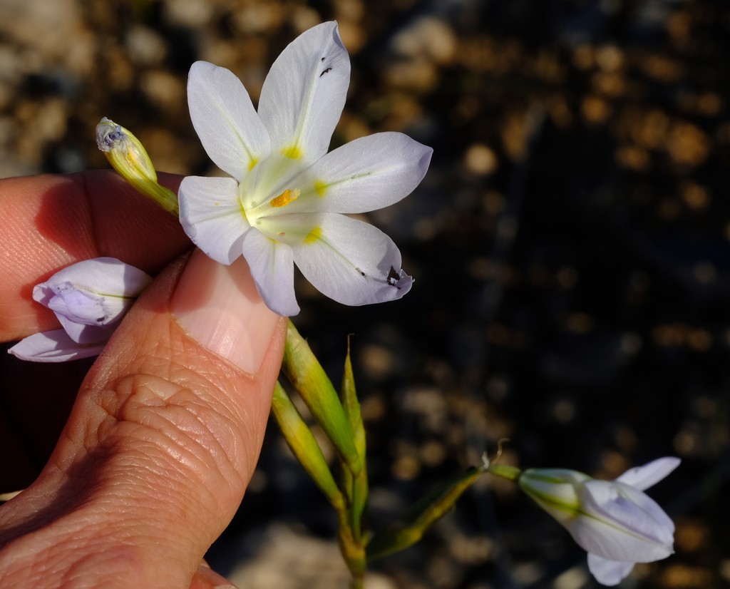 Moraea deserticola