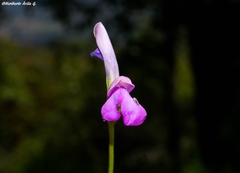 Phaseolus pauciflorus