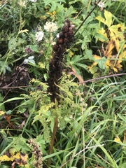 Pedicularis foliosa