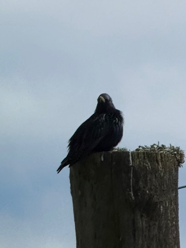 Shetland Islands Starling