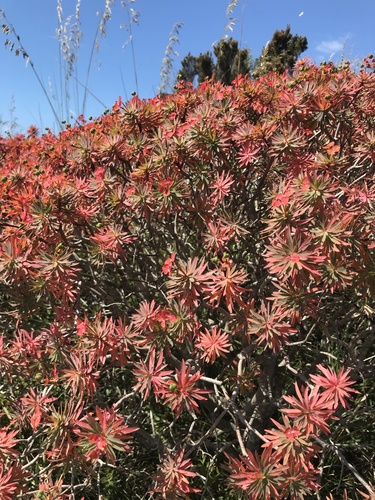 Tree spurge