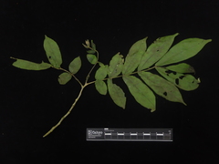 Dysoxylum parasiticum
