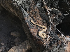 Crotalus cerberus