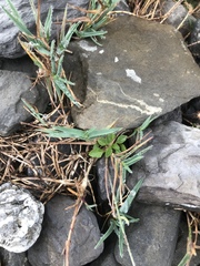 Poa cenisia