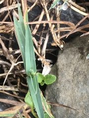 Poa cenisia