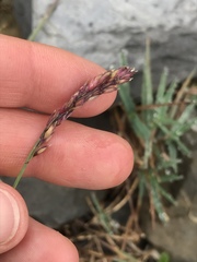 Poa cenisia