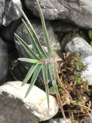 Poa cenisia