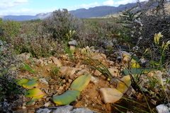 Haemanthus lanceifolius