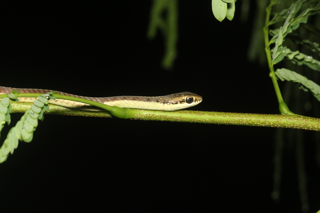 Burmese Bronzeback (Dendrelaphis subocularis)