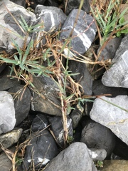 Poa cenisia