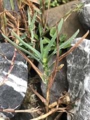 Poa cenisia
