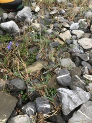 Poa cenisia